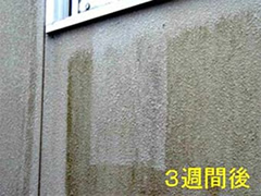 3週間後