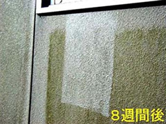 8週間後